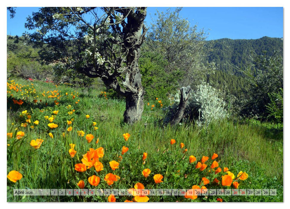 Teneriffa - Insel der Glückseligen (CALVENDO Wandkalender 2026)