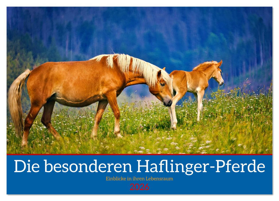 Die besonderen Haflinger-Pferde (CALVENDO Wandkalender 2026)