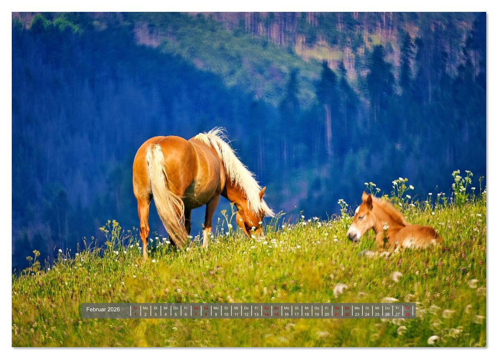 Die besonderen Haflinger-Pferde (CALVENDO Wandkalender 2026)