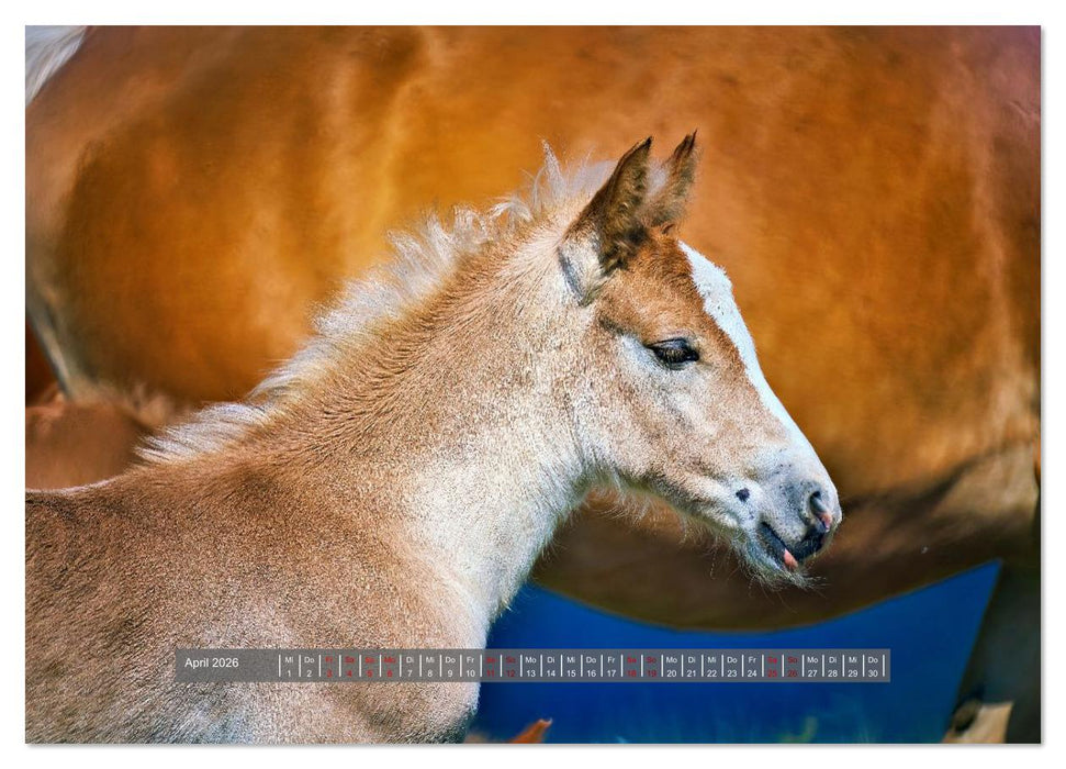 Die besonderen Haflinger-Pferde (CALVENDO Wandkalender 2026)