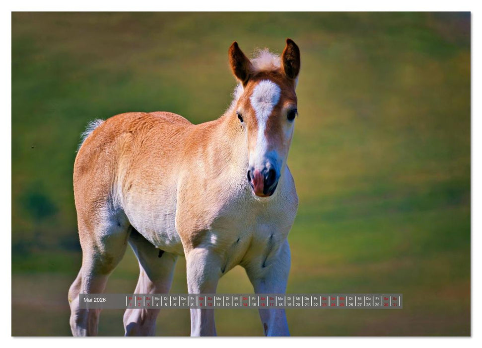 Die besonderen Haflinger-Pferde (CALVENDO Wandkalender 2026)