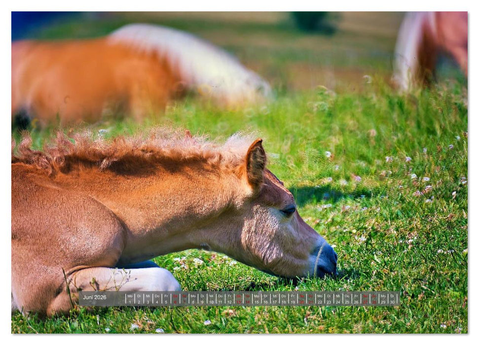 Die besonderen Haflinger-Pferde (CALVENDO Wandkalender 2026)