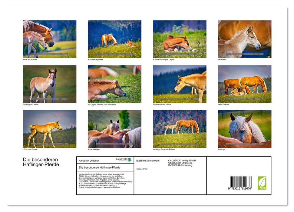 Die besonderen Haflinger-Pferde (CALVENDO Premium Wandkalender 2026)