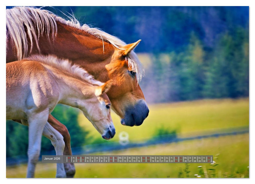 Die besonderen Haflinger-Pferde (CALVENDO Premium Wandkalender 2026)