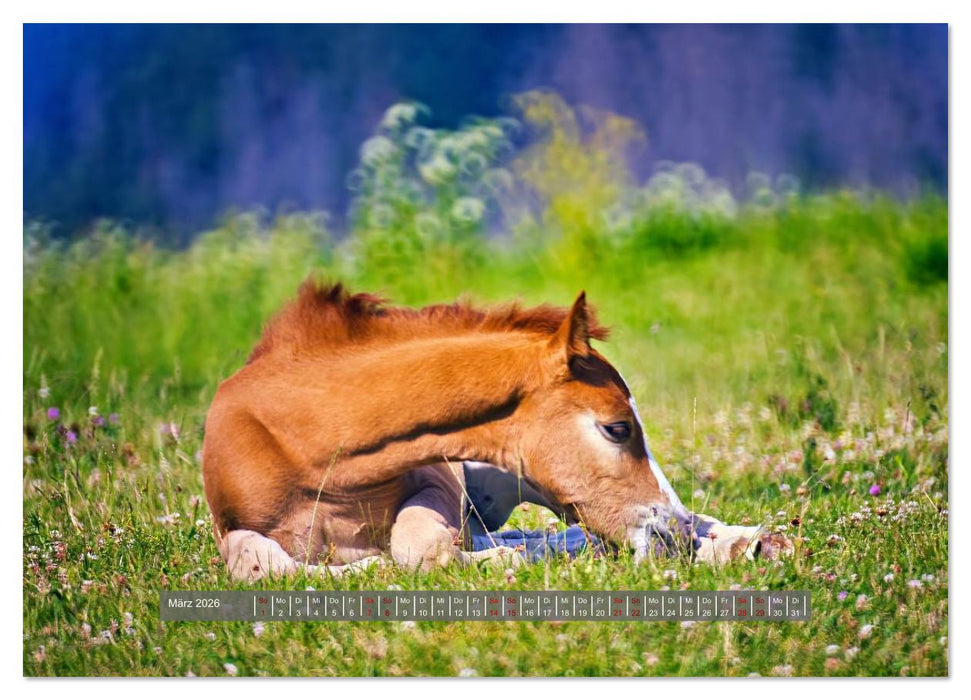 Die besonderen Haflinger-Pferde (CALVENDO Premium Wandkalender 2026)