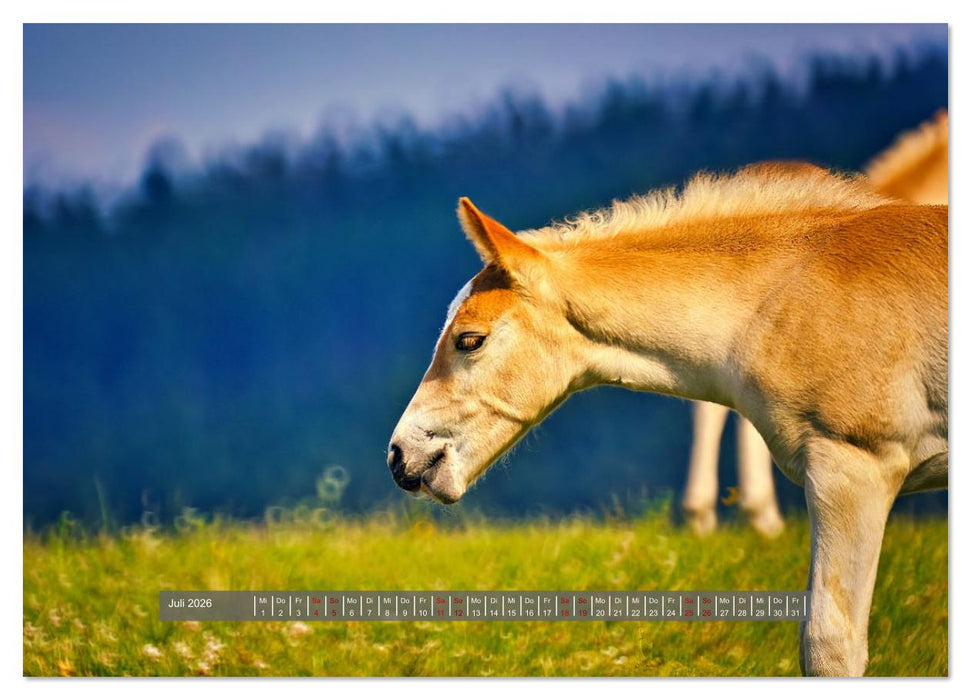 Die besonderen Haflinger-Pferde (CALVENDO Premium Wandkalender 2026)