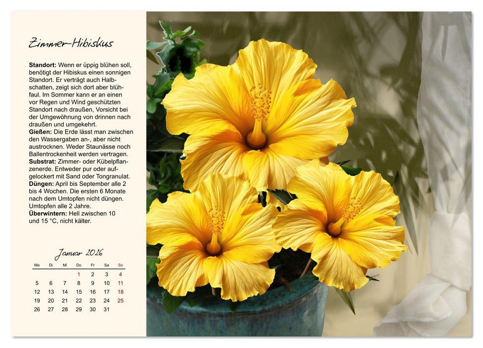 Blütenpracht am Fenster (CALVENDO Wandkalender 2026)