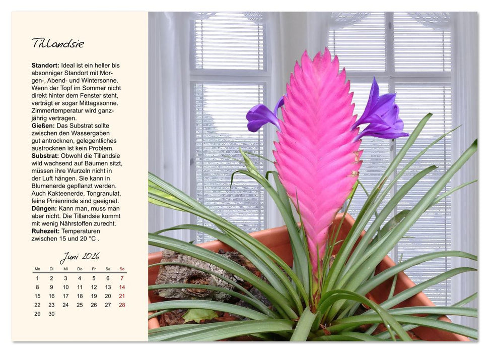 Blütenpracht am Fenster (CALVENDO Wandkalender 2026)