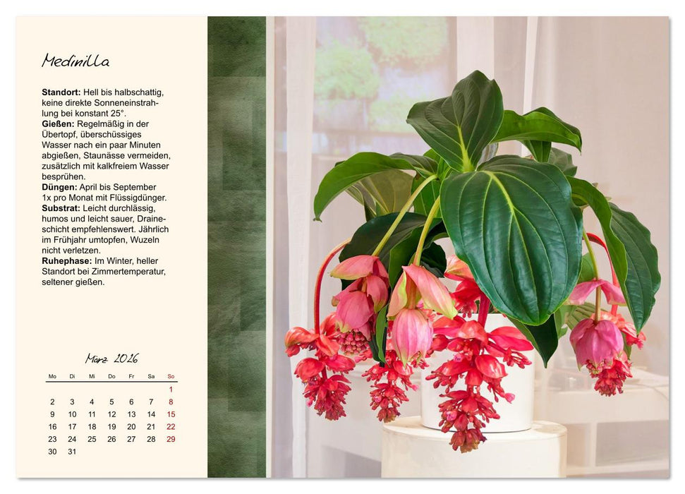 Blütenpracht am Fenster (CALVENDO Premium Wandkalender 2026)