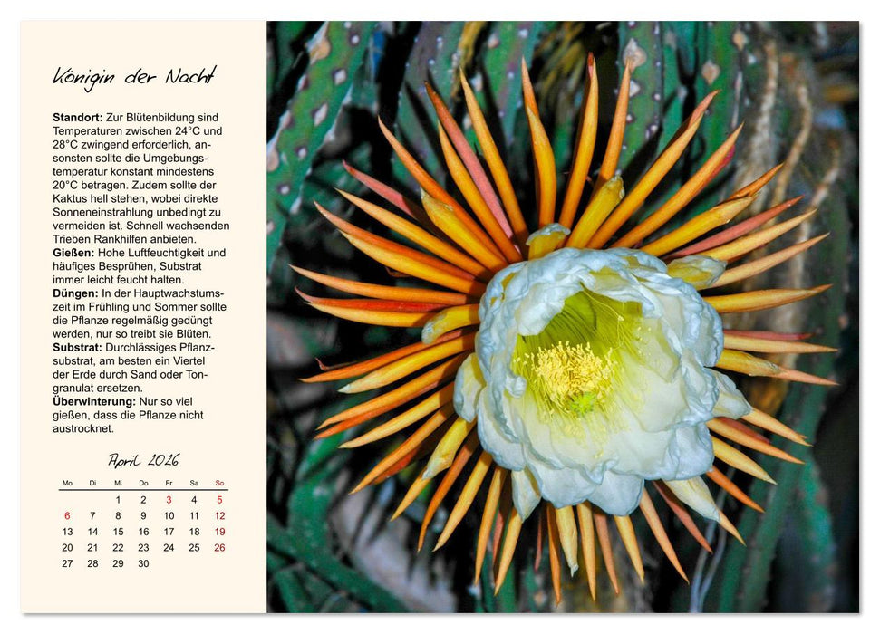 Blütenpracht am Fenster (CALVENDO Premium Wandkalender 2026)