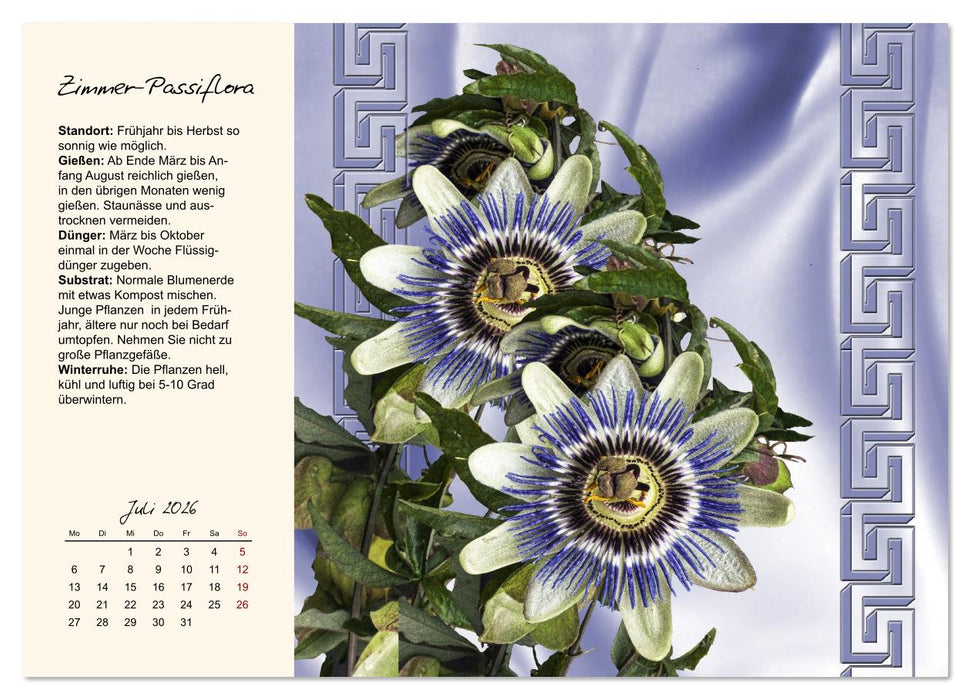 Blütenpracht am Fenster (CALVENDO Premium Wandkalender 2026)