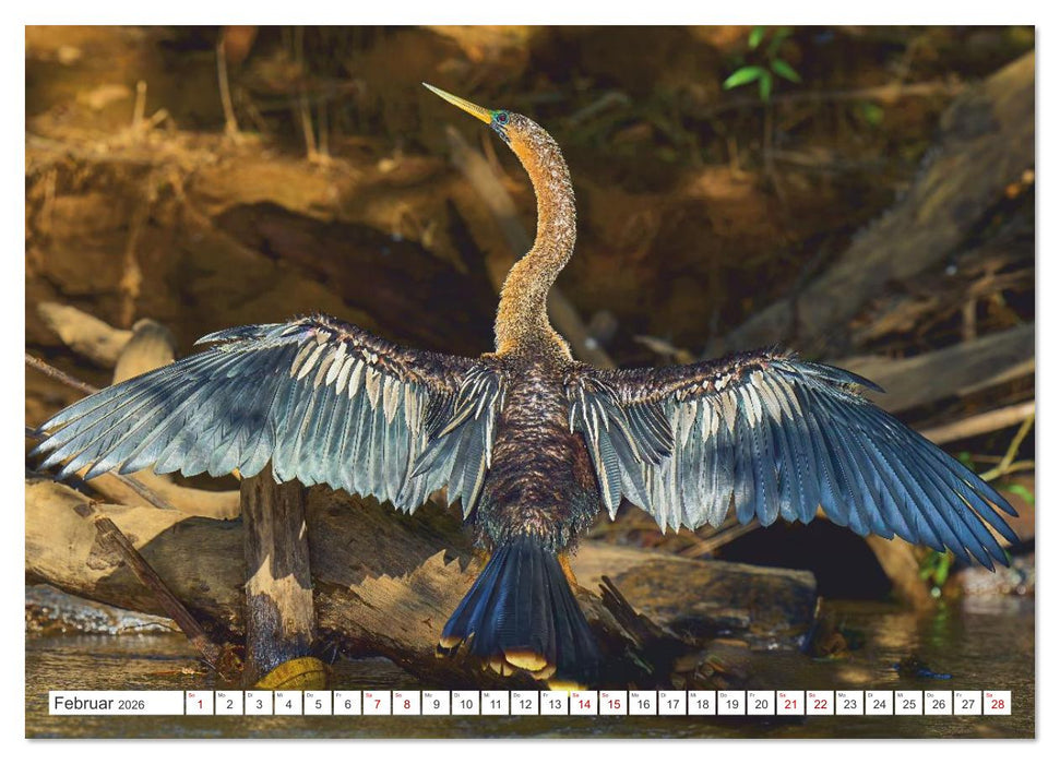 Costa Ricas gefiederte Pracht (CALVENDO Wandkalender 2026)