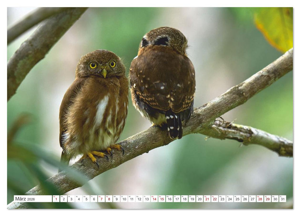 Costa Ricas gefiederte Pracht (CALVENDO Wandkalender 2026)