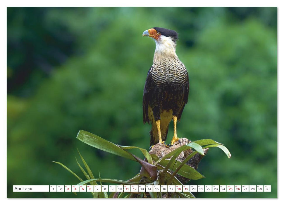 Costa Ricas gefiederte Pracht (CALVENDO Wandkalender 2026)