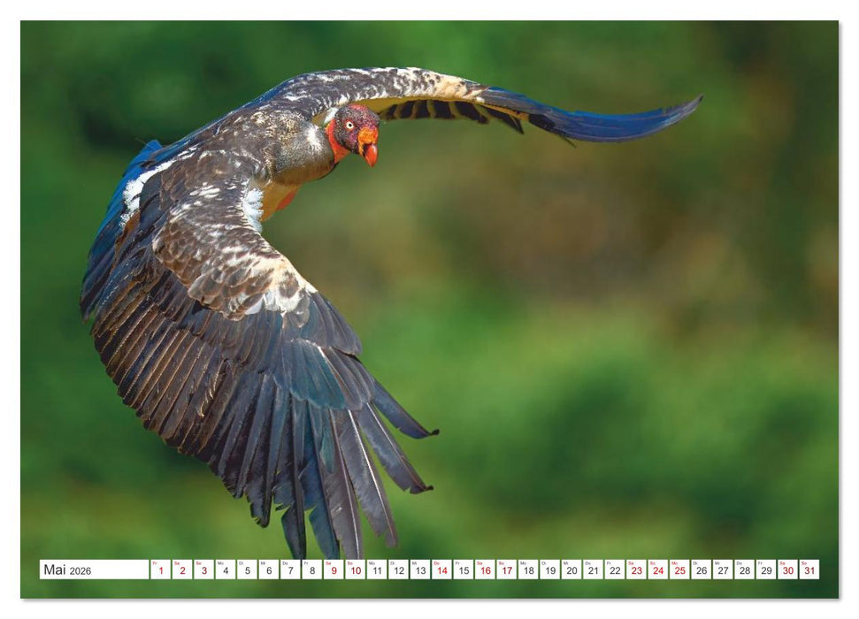 Costa Ricas gefiederte Pracht (CALVENDO Wandkalender 2026)