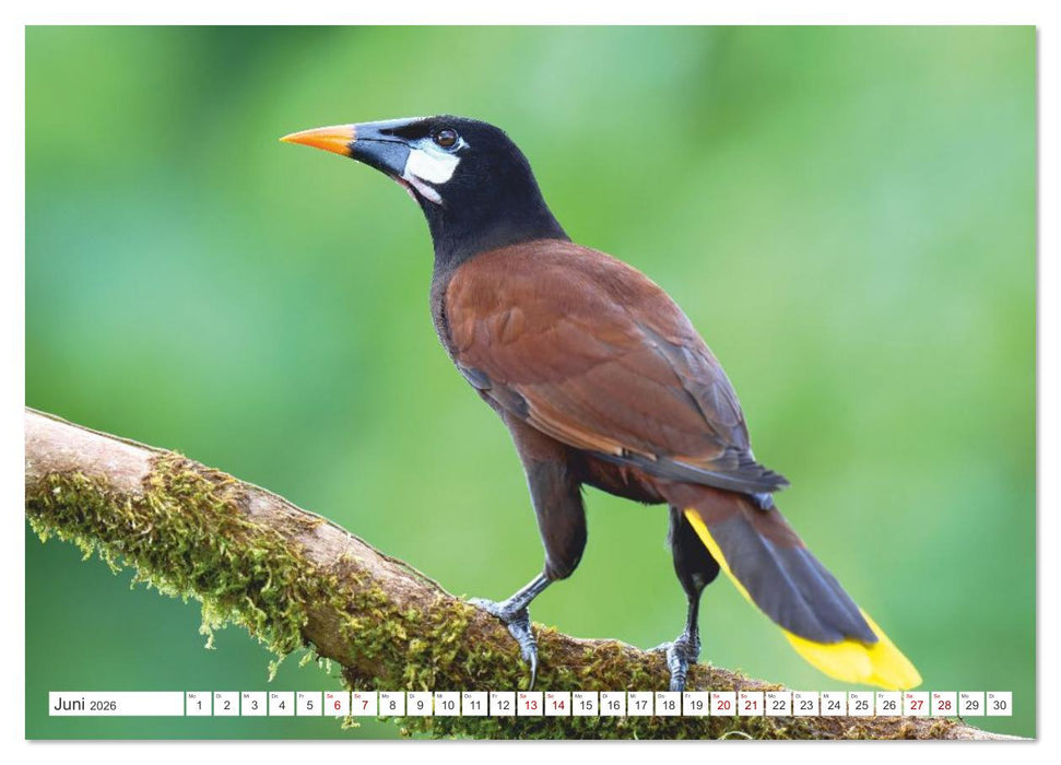 Costa Ricas gefiederte Pracht (CALVENDO Wandkalender 2026)