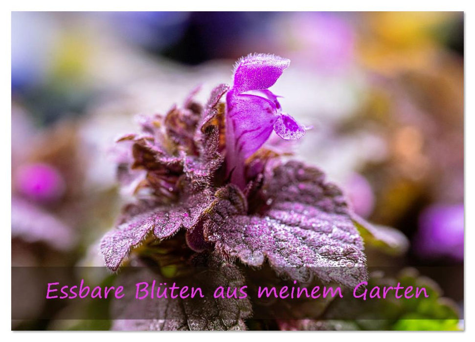 Essbare Blüten aus meinem Garten (CALVENDO Wandkalender 2026)