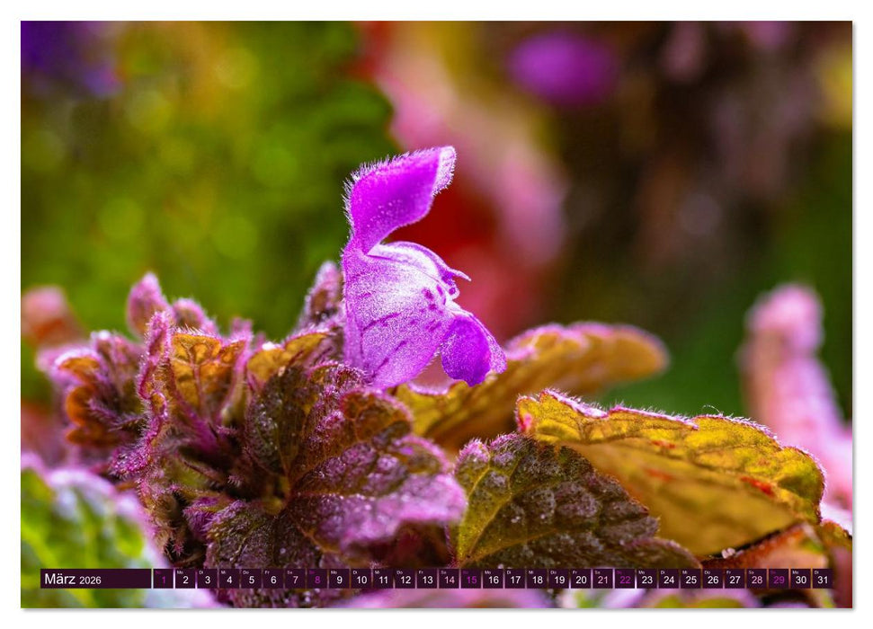 Essbare Blüten aus meinem Garten (CALVENDO Wandkalender 2026)