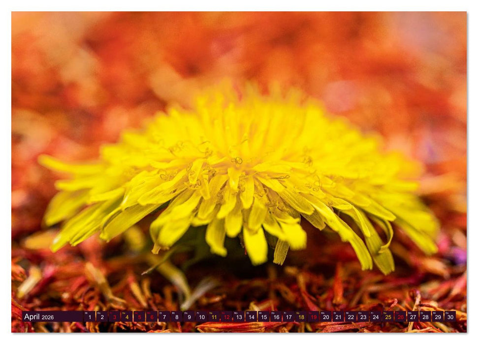Essbare Blüten aus meinem Garten (CALVENDO Premium Wandkalender 2026)