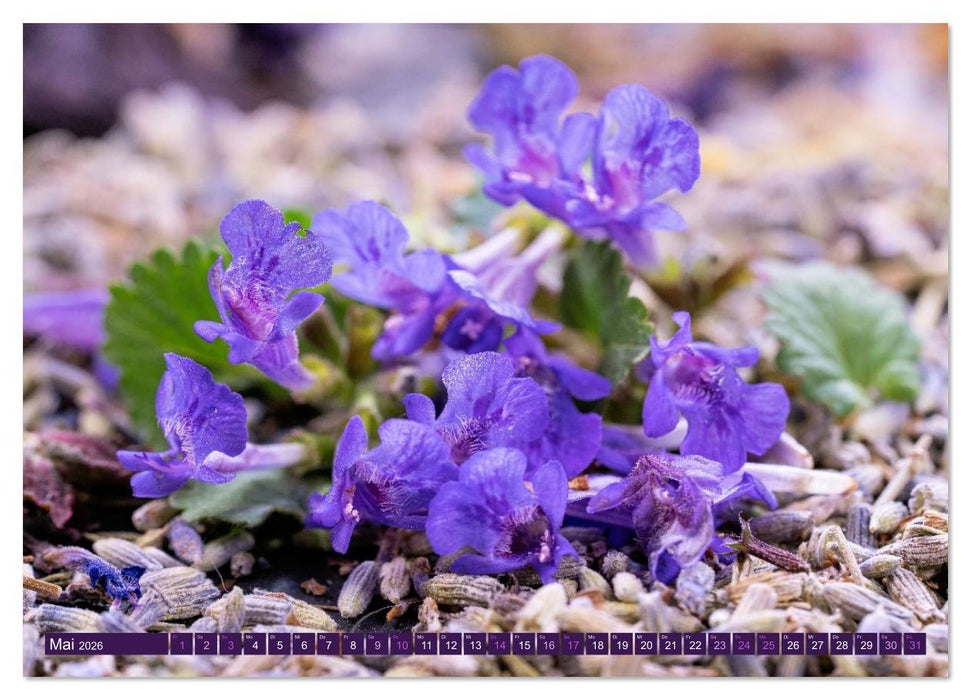 Essbare Blüten aus meinem Garten (CALVENDO Premium Wandkalender 2026)