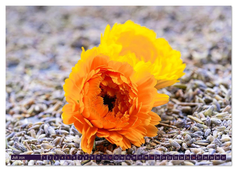 Essbare Blüten aus meinem Garten (CALVENDO Premium Wandkalender 2026)