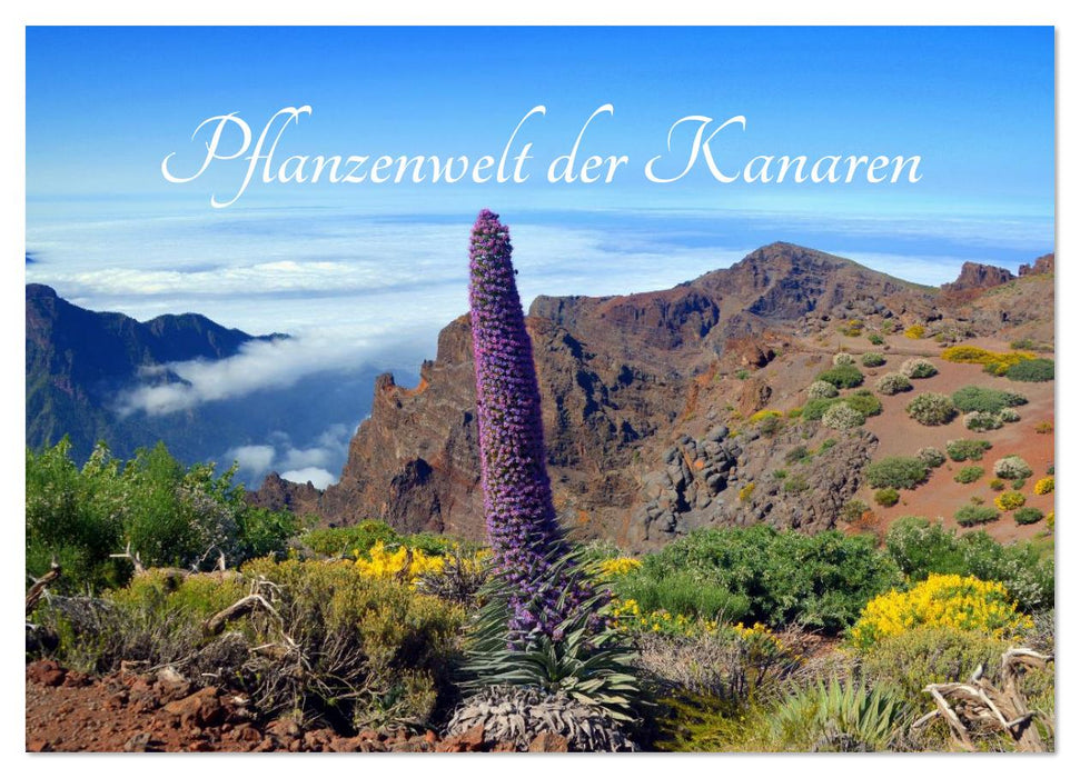 Pflanzenwelt Kanaren (CALVENDO Wandkalender 2026)