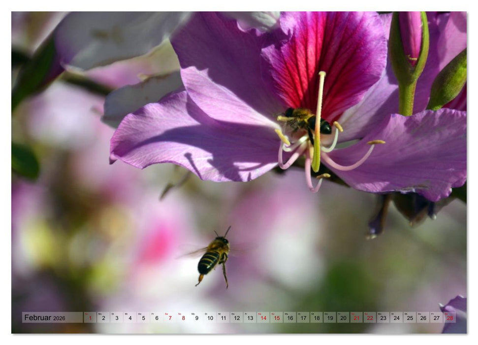 Pflanzenwelt Kanaren (CALVENDO Wandkalender 2026)