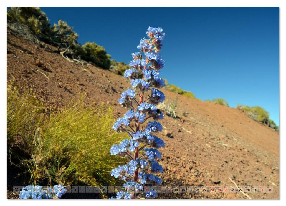 Pflanzenwelt Kanaren (CALVENDO Wandkalender 2026)