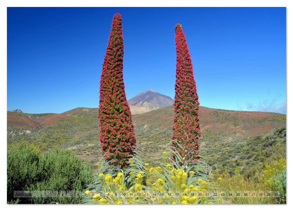 Pflanzenwelt Kanaren (CALVENDO Wandkalender 2026)