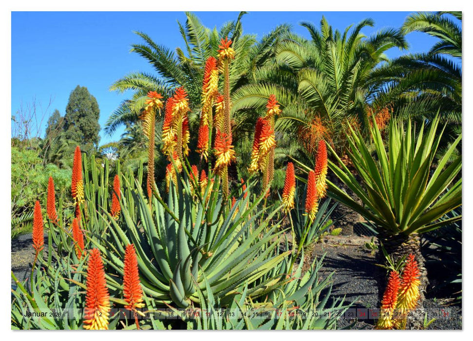 Pflanzenwelt Kanaren (CALVENDO Premium Wandkalender 2026)