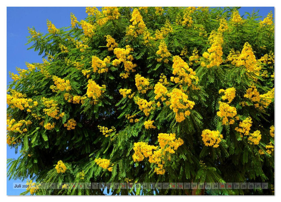 Pflanzenwelt Kanaren (CALVENDO Premium Wandkalender 2026)