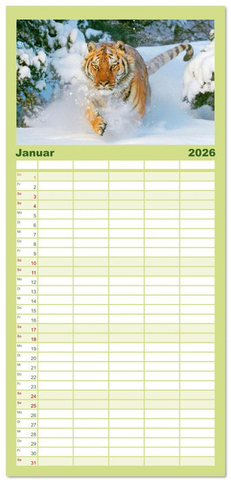 Tiger: Gestreifte Jäger (CALVENDO Familienplaner 2026)