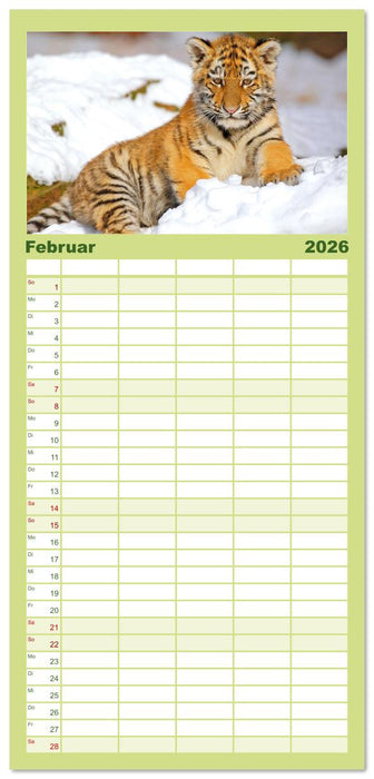 Tiger: Gestreifte Jäger (CALVENDO Familienplaner 2026)