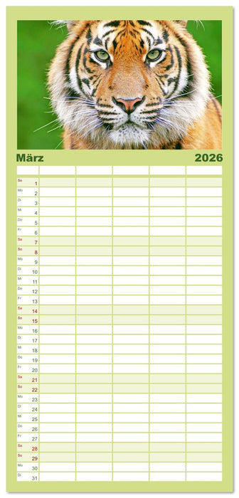 Tiger: Gestreifte Jäger (CALVENDO Familienplaner 2026)