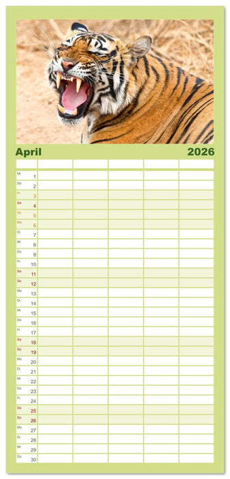 Tiger: Gestreifte Jäger (CALVENDO Familienplaner 2026)