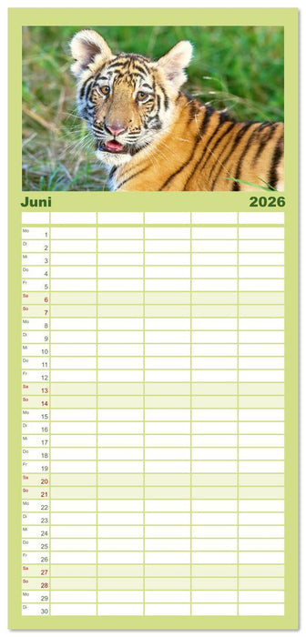Tiger: Gestreifte Jäger (CALVENDO Familienplaner 2026)