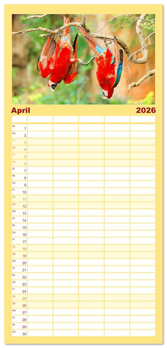 Papageien: Farbenpracht im Flug (CALVENDO Familienplaner 2026)