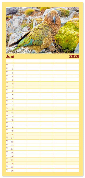 Papageien: Farbenpracht im Flug (CALVENDO Familienplaner 2026)