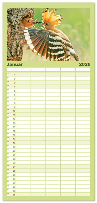 Vögel in unserer Heimat: Kiebitz, Wiedehopf und Turteltaube (CALVENDO Familienplaner 2026)