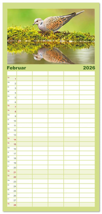 Vögel in unserer Heimat: Kiebitz, Wiedehopf und Turteltaube (CALVENDO Familienplaner 2026)