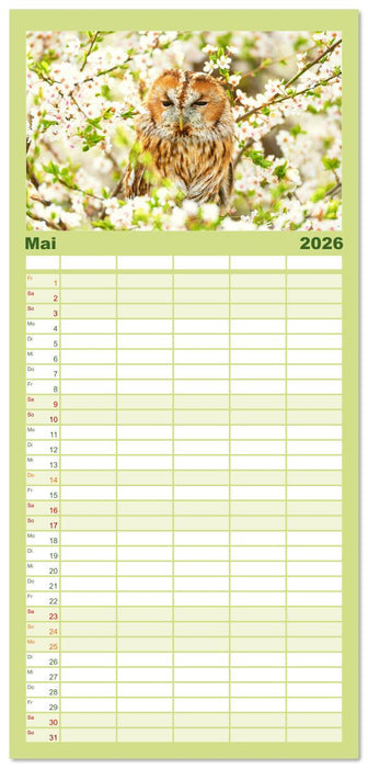 Vögel in unserer Heimat: Kiebitz, Wiedehopf und Turteltaube (CALVENDO Familienplaner 2026)