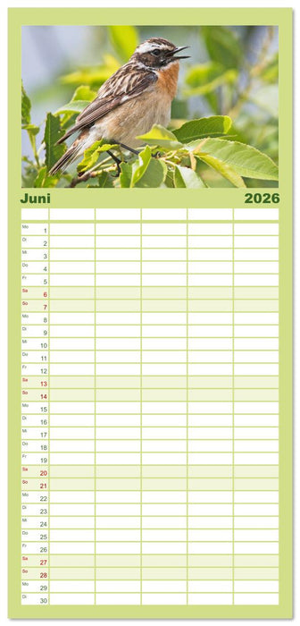 Vögel in unserer Heimat: Kiebitz, Wiedehopf und Turteltaube (CALVENDO Familienplaner 2026)