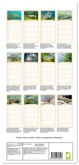 Forelle, Hecht und Stör: Fische in europäischen Gewässern (CALVENDO Familienplaner 2026)