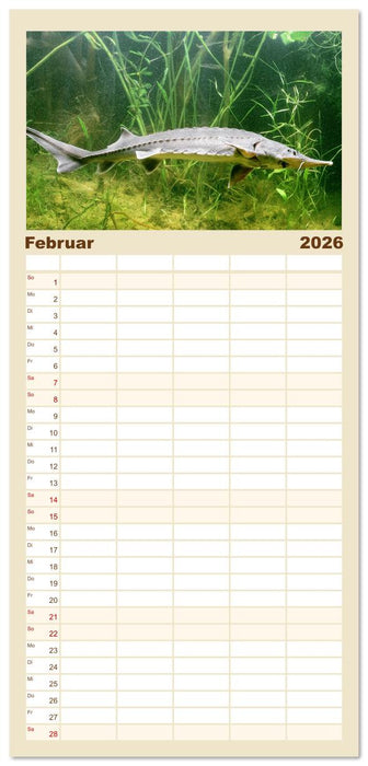 Forelle, Hecht und Stör: Fische in europäischen Gewässern (CALVENDO Familienplaner 2026)