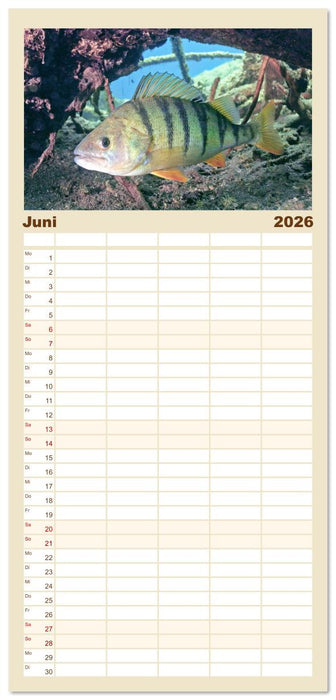 Forelle, Hecht und Stör: Fische in europäischen Gewässern (CALVENDO Familienplaner 2026)