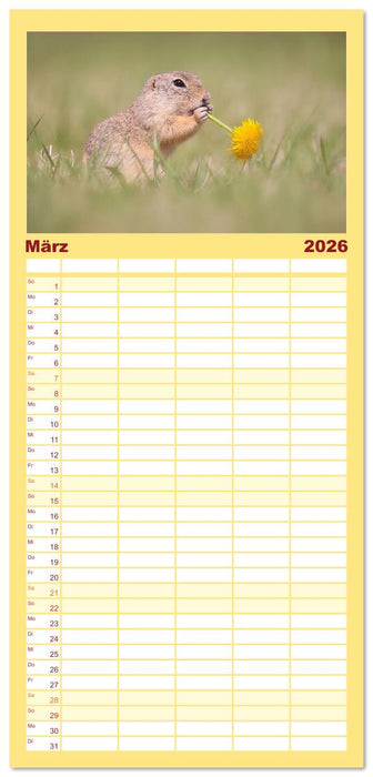 Zauberhafte Ziesel (CALVENDO Familienplaner 2026)