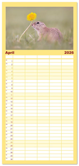 Zauberhafte Ziesel (CALVENDO Familienplaner 2026)