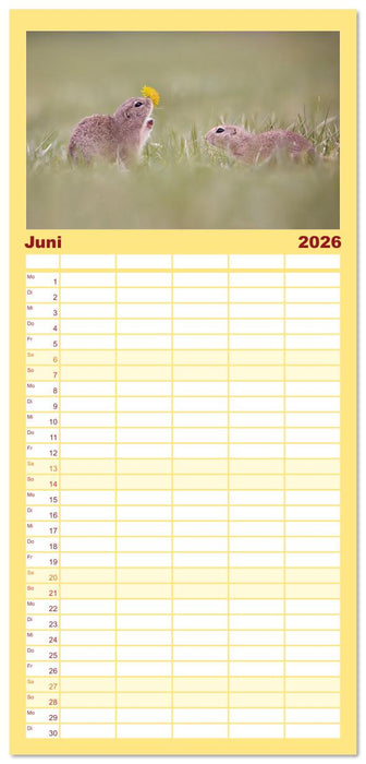 Zauberhafte Ziesel (CALVENDO Familienplaner 2026)