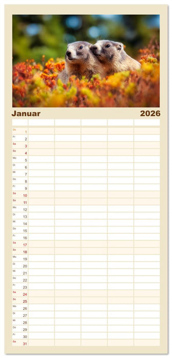 Alpenplüsch - Mit Murmeltieren durchs Jahr (CALVENDO Familienplaner 2026)