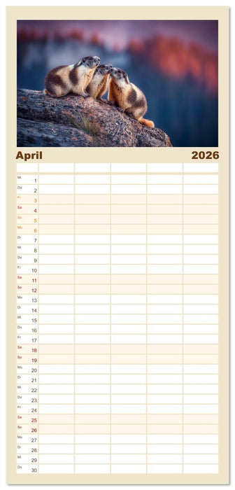 Alpenplüsch - Mit Murmeltieren durchs Jahr (CALVENDO Familienplaner 2026)